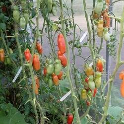 Casanova tomato: characteristics and description of the variety