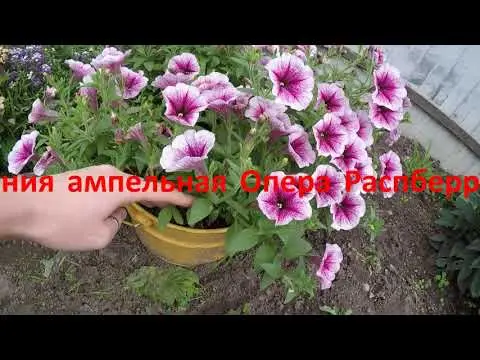 Cascading ampelous petunia Opera Supreme F1 (Opera Supreme): photos, reviews