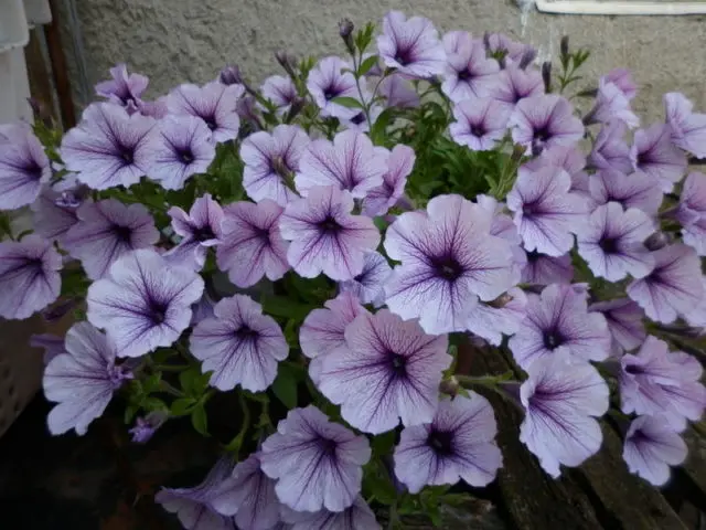 Cascading ampelous petunia Opera Supreme F1 (Opera Supreme): photos, reviews