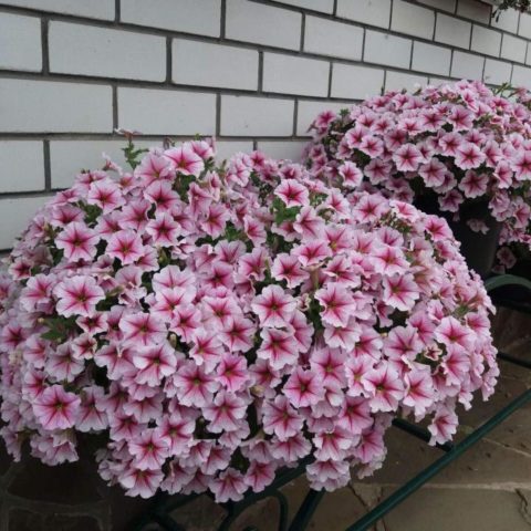 Cascading ampelous petunia Opera Supreme F1 (Opera Supreme): photos, reviews