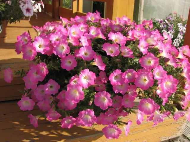 Cascading ampelous petunia Opera Supreme F1 (Opera Supreme): photos, reviews