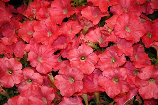 Cascading ampelous petunia Opera Supreme F1 (Opera Supreme): photos, reviews