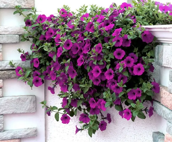 Cascading ampelous petunia Opera Supreme F1 (Opera Supreme): photos, reviews