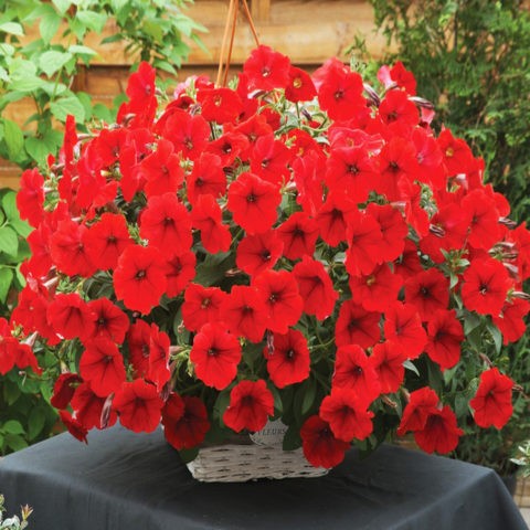 Cascading ampelous petunia Opera Supreme F1 (Opera Supreme): photos, reviews