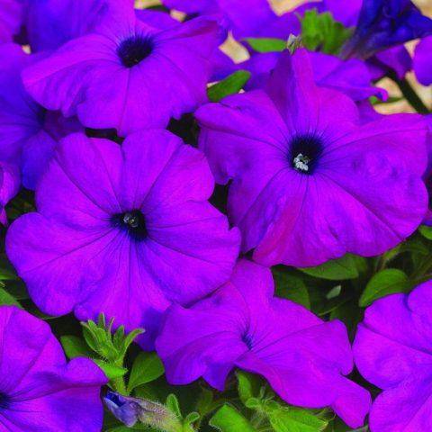 Cascading petunia: cultivation and care, the best varieties when planted in seedlings