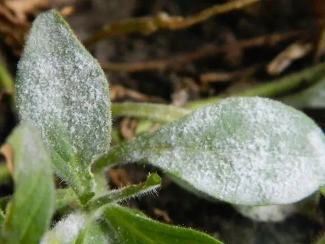 Cascading petunia: cultivation and care, the best varieties when planted in seedlings