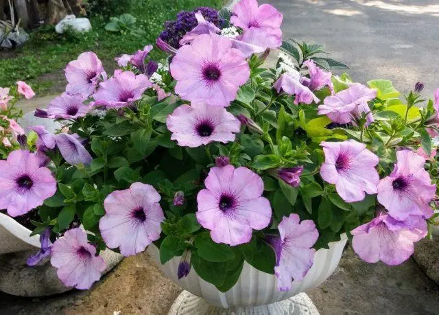 Cascading petunia: cultivation and care, the best varieties when planted in seedlings