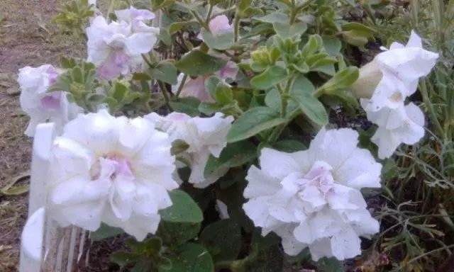 Cascading petunia: cultivation and care, the best varieties when planted in seedlings