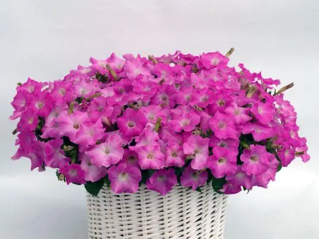 Cascading petunia: cultivation and care, the best varieties when planted in seedlings