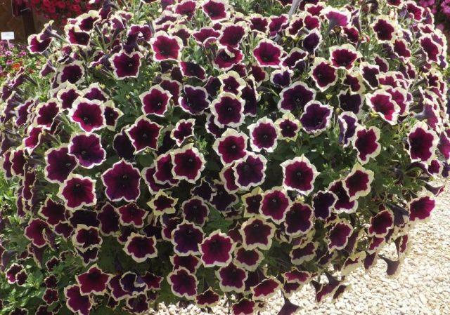 Cascading petunia: cultivation and care, the best varieties when planted in seedlings