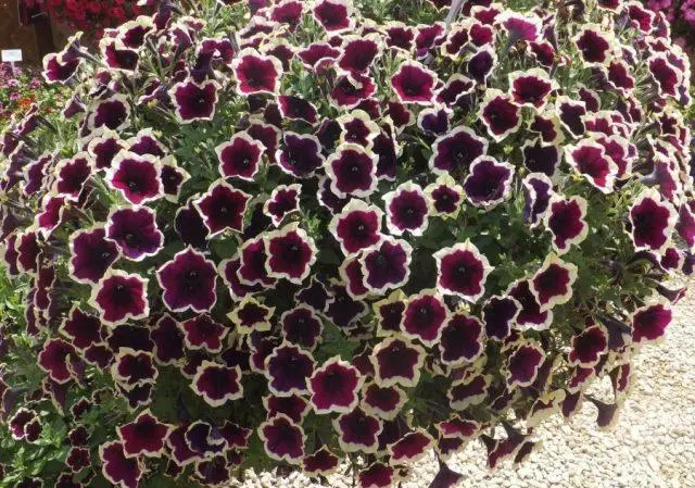 Cascading petunia: cultivation and care, the best varieties when planted in seedlings