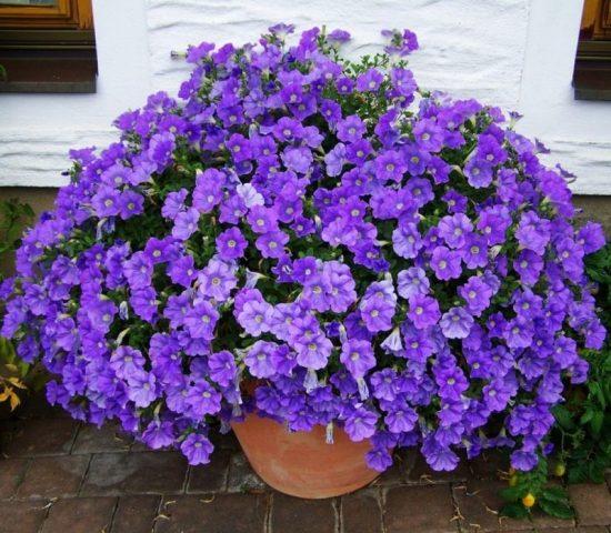 Cascading petunia: cultivation and care, the best varieties when planted in seedlings