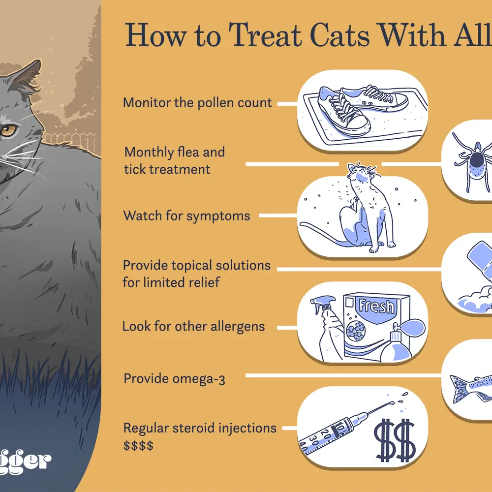 Cat allergy &#8211; causes, symptoms. How to Treat Cat Allergy?