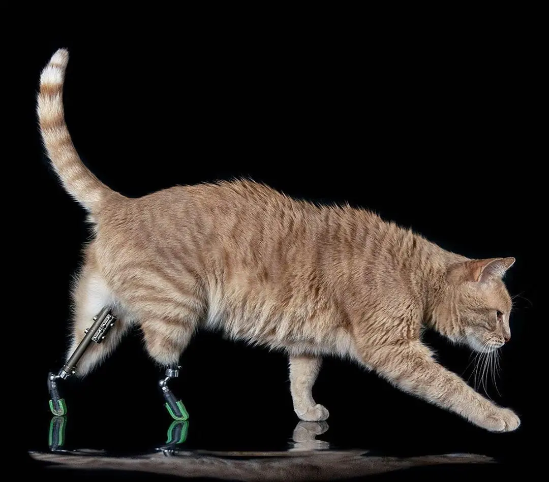 Cat prostheses