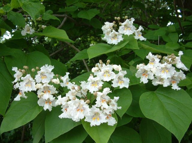 Catalpa in the suburbs: planting and care, reviews