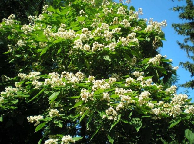 Catalpa in the suburbs: planting and care, reviews