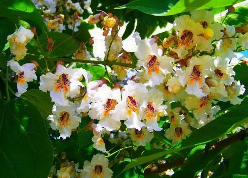 Catalpa in the suburbs: planting and care, reviews