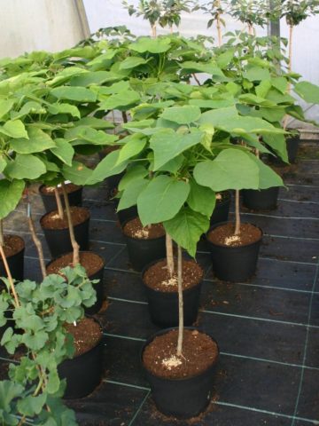 Catalpa in the suburbs: planting and care, reviews