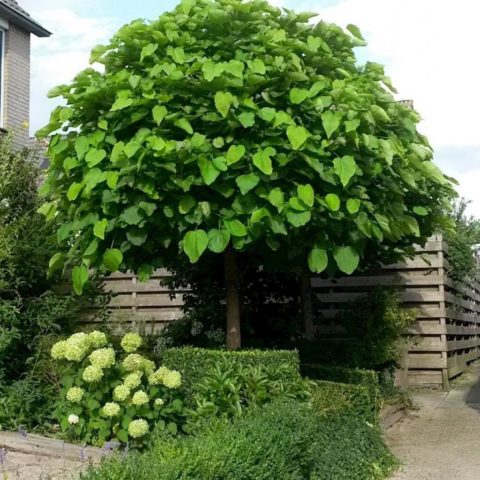 Catalpa in the suburbs: planting and care, reviews