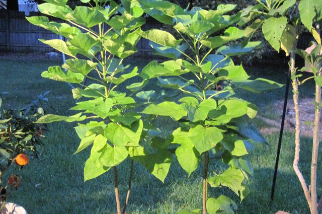 Catalpa in the suburbs: planting and care, reviews