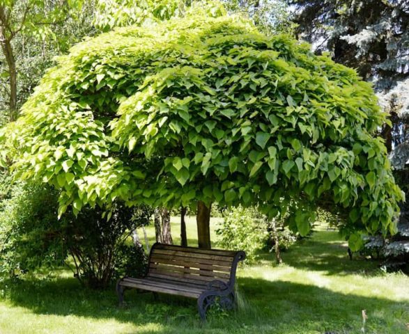 Catalpa in the suburbs: planting and care, reviews