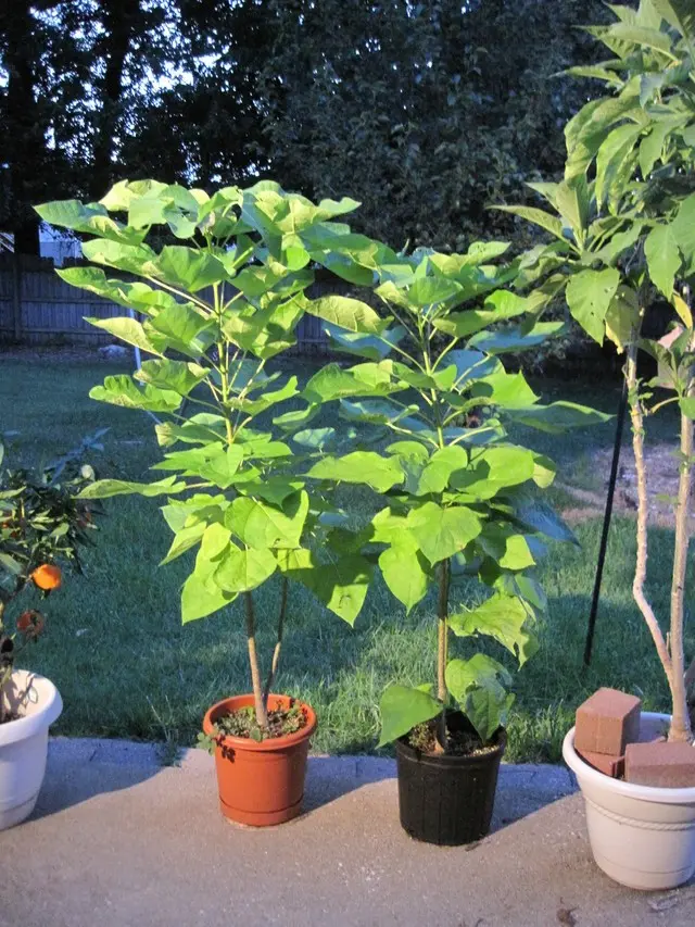 Catalpa in the suburbs: planting and care, reviews