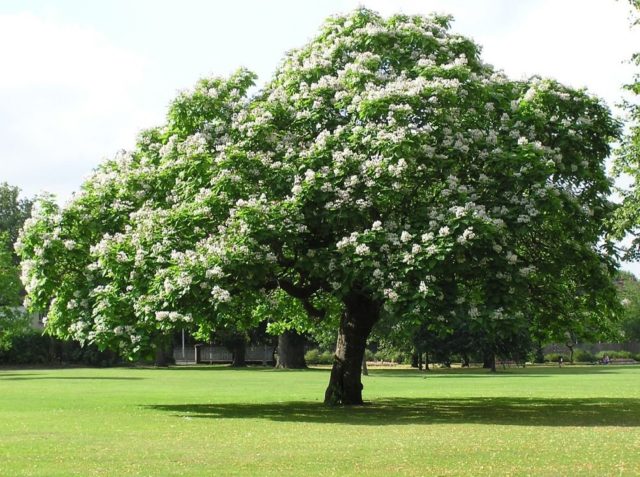 Catalpa is beautiful: photo and description, cultivation