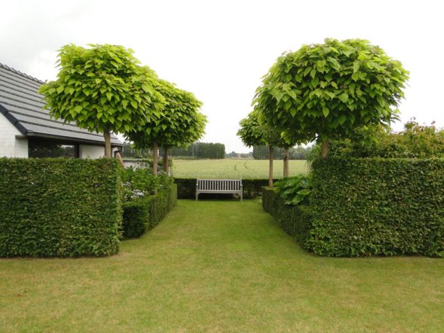 Catalpa is beautiful: photo and description, cultivation