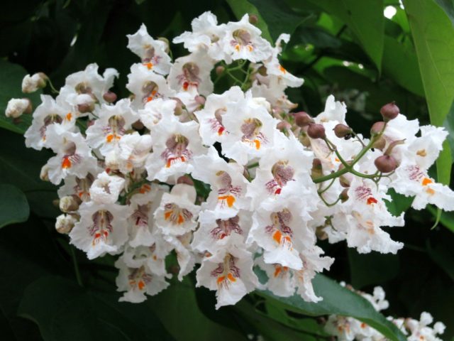 Catalpa is beautiful: photo and description, cultivation