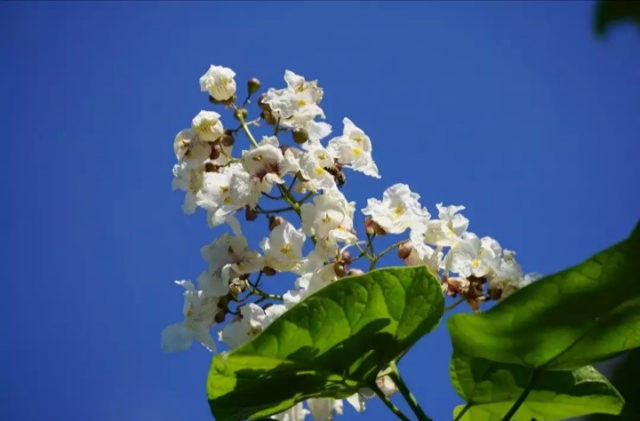 Catalpa is beautiful: photo and description, cultivation