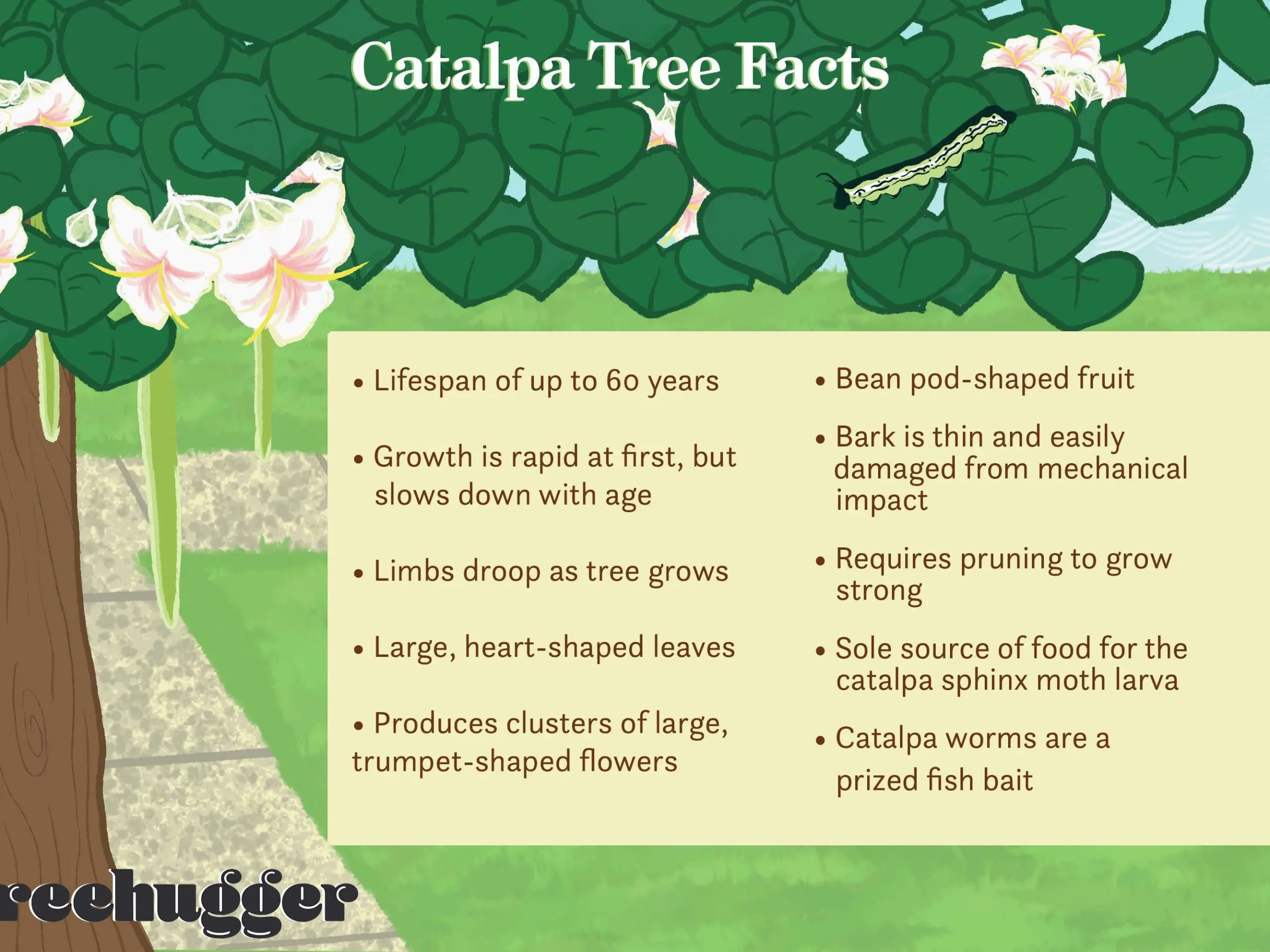 Catalpa is beautiful: photo and description, cultivation