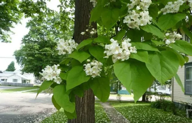 Catalpa: photo and description, reviews, how fast it grows, outdoor care