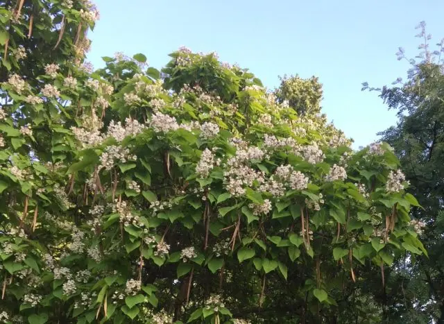 Catalpa: photo and description, reviews, how fast it grows, outdoor care