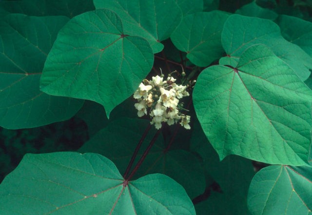 Catalpa: photo and description, reviews, how fast it grows, outdoor care