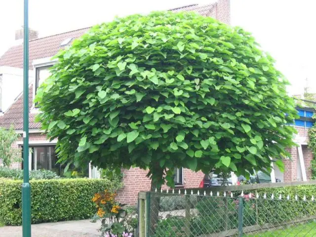 Catalpa: photo and description, reviews, how fast it grows, outdoor care