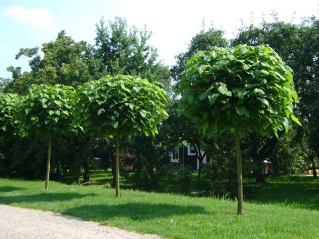 Catalpa: photo and description, reviews, how fast it grows, outdoor care