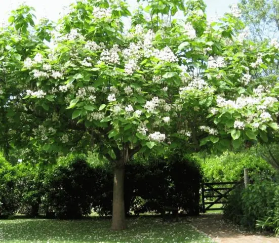 Catalpa: photo and description, reviews, how fast it grows, outdoor care