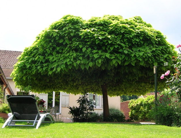 Catalpa: photo and description, reviews, how fast it grows, outdoor care