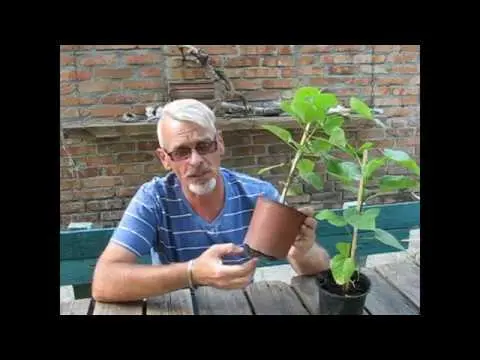 Catalpa: photo and description, reviews, how fast it grows, outdoor care