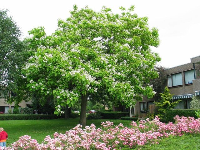 Catalpa: photo and description, reviews, how fast it grows, outdoor care