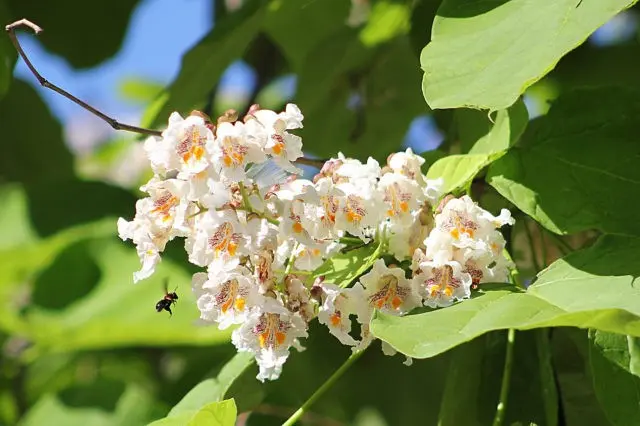 Catalpa: photo and description, reviews, how fast it grows, outdoor care