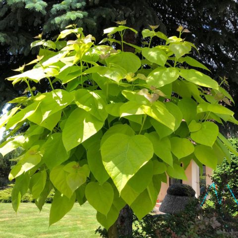 Catalpa: photo and description, reviews, how fast it grows, outdoor care