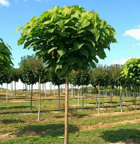 Catalpa: photo and description, reviews, how fast it grows, outdoor care