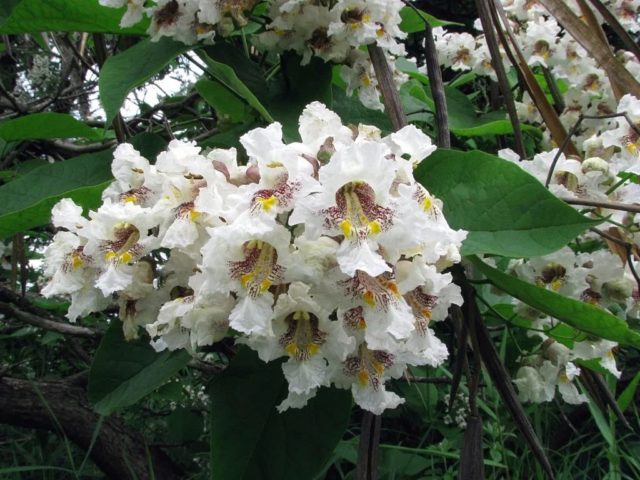 Catalpa: photo and description, reviews, how fast it grows, outdoor care