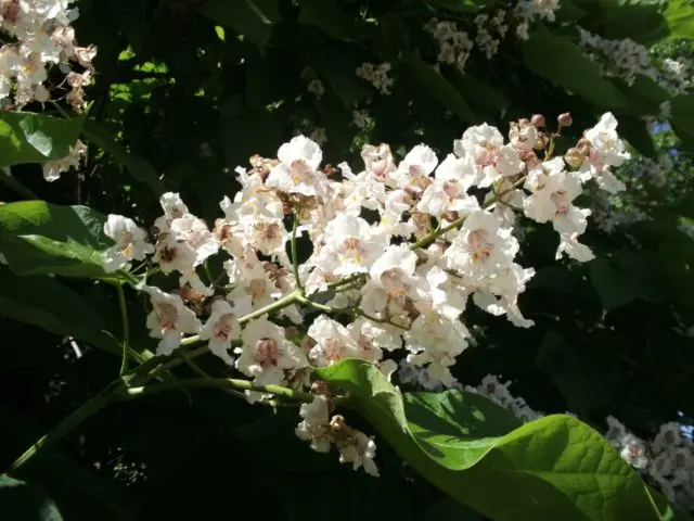 Catalpa: photo and description, reviews, how fast it grows, outdoor care