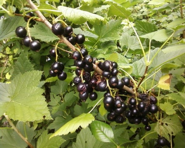 Caterpillars on the currant: why, what to do