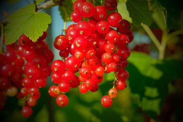 Caterpillars on the currant: why, what to do