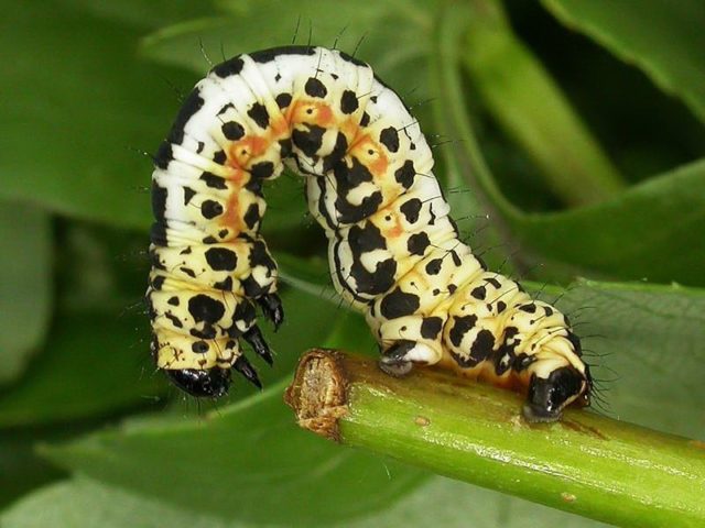 Caterpillars on the currant: why, what to do