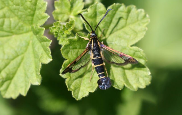 Caterpillars on the currant: why, what to do