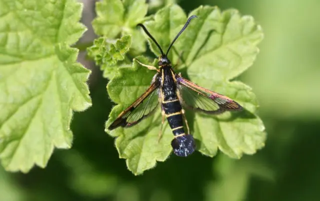 Caterpillars on the currant: why, what to do